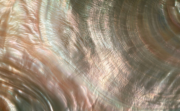 Abstract Abalone Shell Macro Texture with Pearlescent Organic Waves