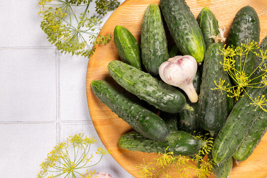 Fresh cucumbers with dill and garlic preparing for pickling