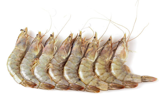 Fresh Raw Shrimp Seafood from Qingdao Sea Catch - High Quality Marine Crustaceans on White Background