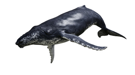 Humpback whale swimming with pectoral fins extended © Eustace