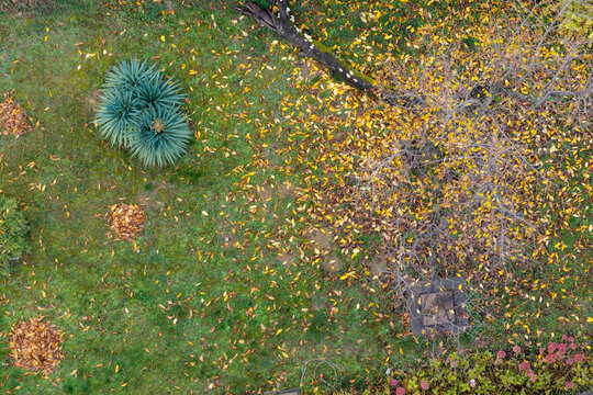 Aerial view of a garden with green grass, scattered yellow autumn leaves, a small yucca plant, and a fallen tree branch in Belgrade, City of Belgrade, Serbia.