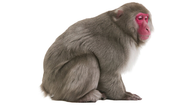 Japanese macaque monkey with pink face and grey fur sitting