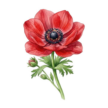 Beautiful red anemone watercolor flowers illustration featuring a detailed botanical plant isolated on transparent background