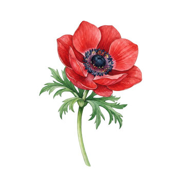 Beautiful red anemone watercolor flowers illustration of a single botanical element isolated on transparent background
