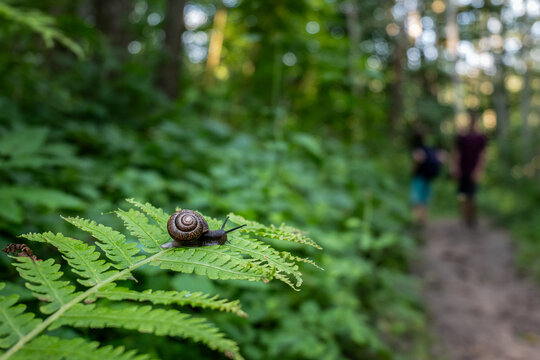 Small Snail Crawls Across a Fern While Hikers Pass Through the Forest