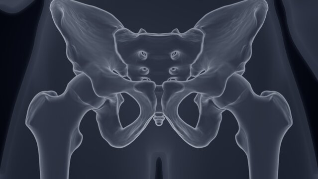The pelvis X-ray of 3D illustration