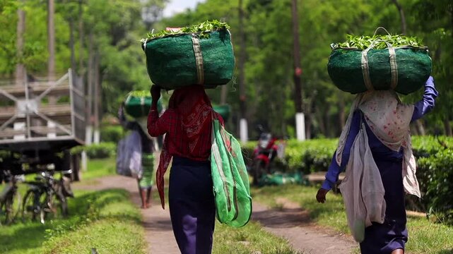 Dibrugarh, Assam, India &ndash; 5 August 2026: Tea plantation workers carry large sacks filled with freshly harvested tea leaves on their heads while walking through a tea garden,