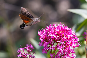 Fototapeta premium Hummingbird Hawkmoth feeding off Red Valerian during Summer. England, UK.