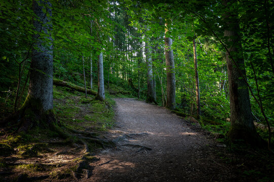 Sunlit Forest Path Curves Between Tall Trees and Mossy Roots