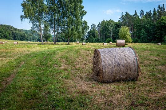 Summer Hay Harvest Spreads Round Bales Across a Tree-Lined Meadow