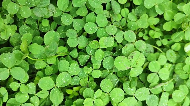 Closeup view of dense green clover groundcover with clear rain droplets, trifoliate leaf texture, visible veins, lush natural symmetry, fresh outdoor growth, rich botanical detail