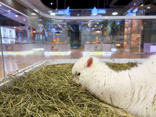 Fototapeta premium Serene Alpaca Relaxing in Hay: A Calm Moment in a Modern Habitat