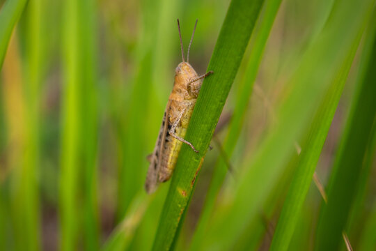 Grasshopper perched on green grass blade in meadow