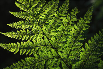 LANDSCAPES OF NATURE - Forest fern in the sunlight © Wojciech Wrzesień