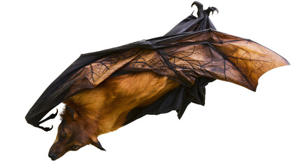 Fototapeta premium Flying fox with spread wings and furry body