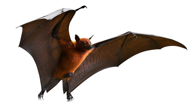 Flying fox bat with spread wings orange fur, dark brown wings