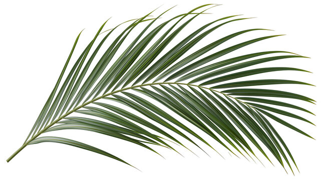 Single green palm frond with delicate leaves, isolated on transparent background