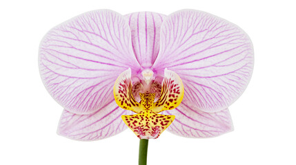 Delicate pink orchid flower with purple stripes and yellow center, isolated on transparent background © Claudia