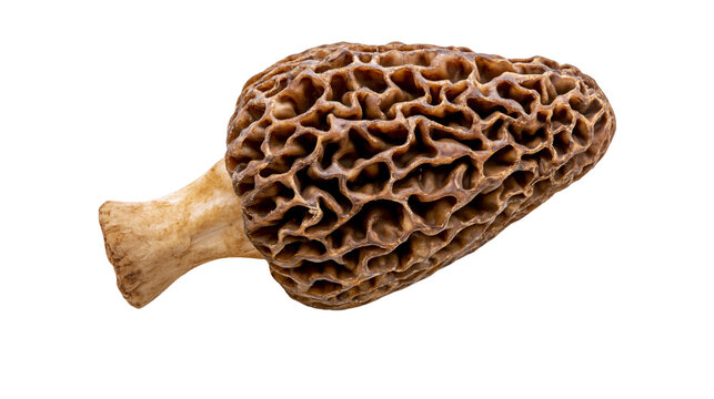 Brown morel mushroom with honeycomb cap and pale stem, isolated on transparent background