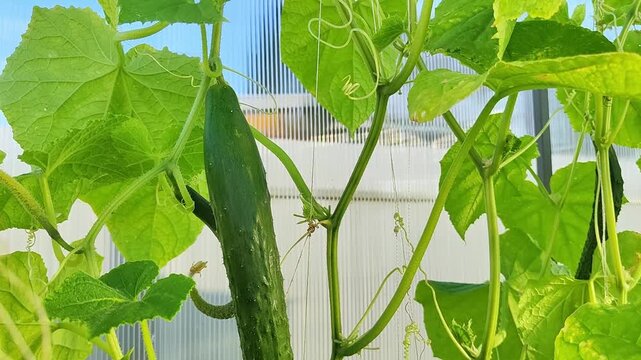 Sunlite greenhouse with textured cucucmber green leaves and hanging yellow flower bud among climbing stems, showing natural growth, soft shadows, and delicate plant detail