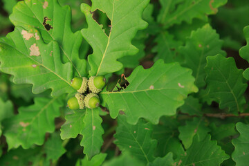 Oak tree acorn nut grow on the tree © lzf
