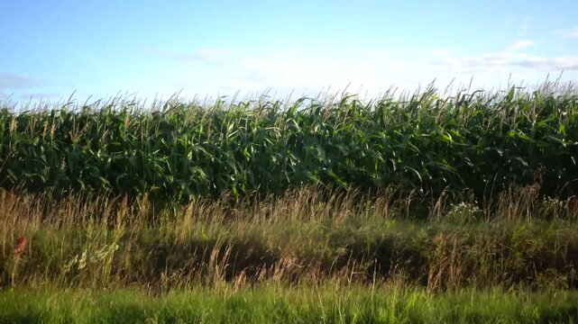 Hjorring, Denmark Cornfields in the morning sun. 