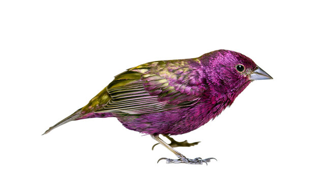 Purple finch bird with green and yellow feathers