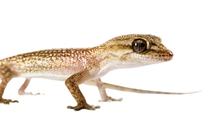 Naklejka premium Small gecko with patterned skin and large eyes on white