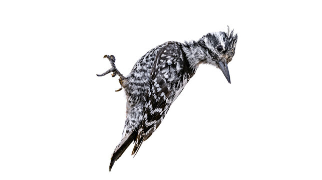 Pied Kingfisher bird perched on a branch