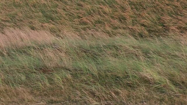 Hirtshals, Denmark Dune grasses on the North Sea coast blowing in the wind
