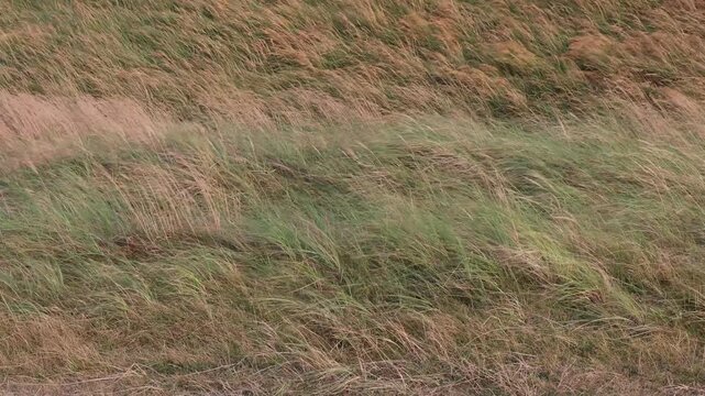 Hirtshals, Denmark Dune grasses on the North Sea coast blowing in the wind
