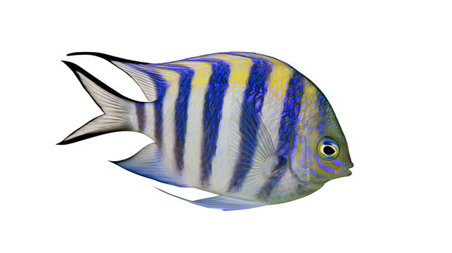 Sergeant Major Fish with Blue and Yellow Stripes
