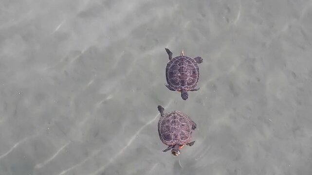Two turtles swimming in water in pond on sunny summer day - slow motion. Topics: reptiles, animals, nature, environment, climate, fauna