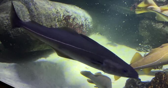 Atlantic cod fish swimming inside large saltwater aquarium tank during deep water viewing.