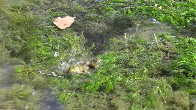 Green water frog leaping with extended tongue to hunt small blue damselflies in aquatic plants
