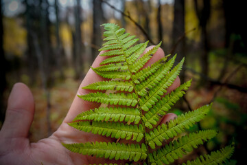 Person holding green fern leaf close up in autumn forest in Molebka © Pavel