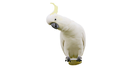 Sulphur-crested cockatoo with yellow crest and grey beak © Ari