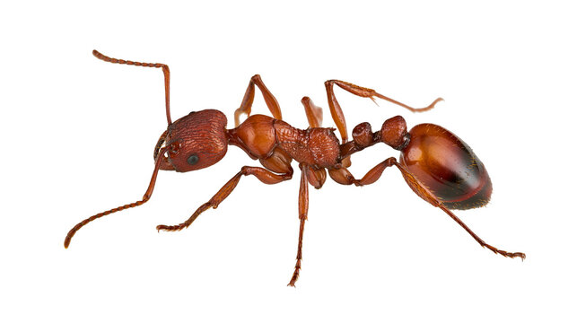 Red ant with segmented body and antennae