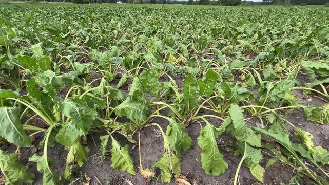 Sugar Beet Plants with Wilting Leaves Growing in Dry Soil During Summer Drought and Water Stress in an Agricultural Field