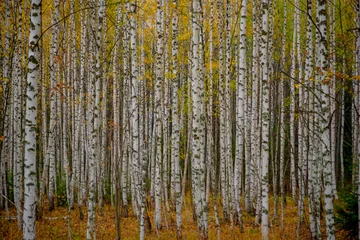 Fotobehang Berkenbos Autumn birch grove with dense white tree trunks near Molebka  © Pavel
