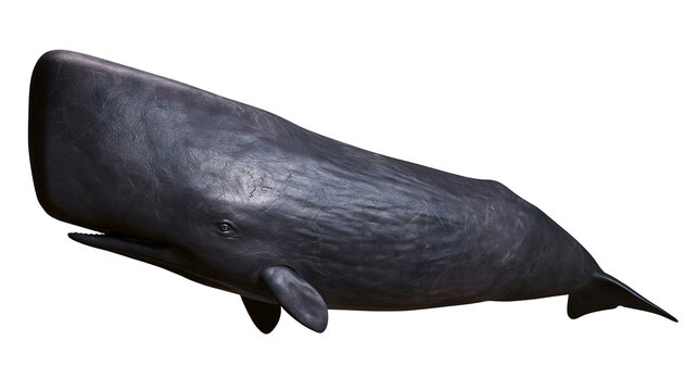 Dark gray sperm whale with wrinkled skin and large head