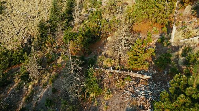 Fallen Trees In A Dry Forest Revealing Views Of Nevado de Colima, An Inactive Stratovolcano In Mexico. Aerial Tilt-up Shot