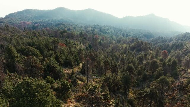 Dense Forest And Wooded Landscape Inside Nevado de Colima National Park In Mexico. Aerial Drone Shot