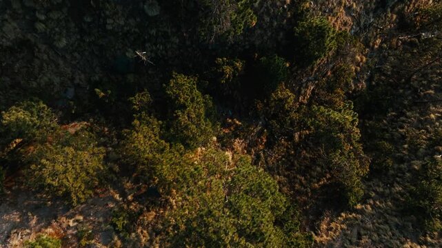 Fir Trees And Dried Forest Landscape At Nevado de Colima In Mexico. Aerial Topdown Shot