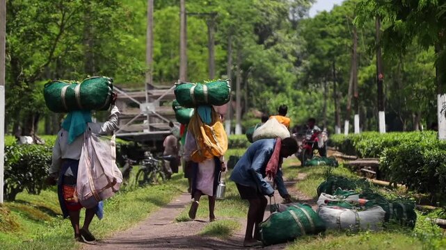 Dibrugarh, Assam, India &ndash; 5 August 2026: Tea workers transport large bags of freshly harvested tea leaves along a plantation pathway while other workers collect and handle filled tea-leaf bags