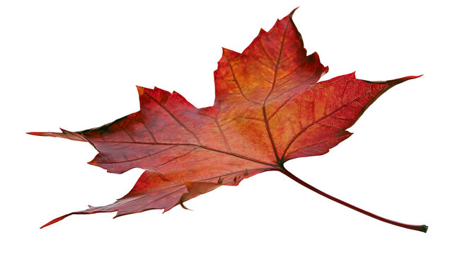 Red maple leaf with veins, autumn foliage