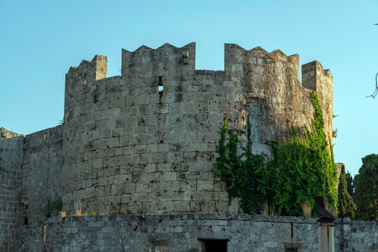 Stone castle wall stands in the sunlight with green vines climbing its surface in Rhodes