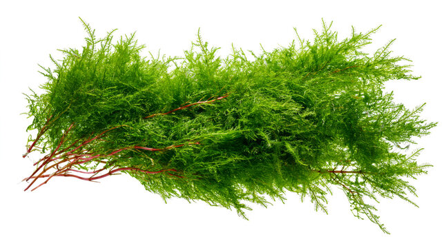 green aquatic java moss, 
