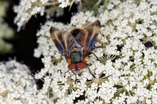 Blauschiller-Wanzenfliege, M&auml;nnchen, auf der Bl&uuml;te der Wilden M&ouml;hre Nektar saugend. Die Fl&uuml;gel schillern teilweise in intensivem Blau. 