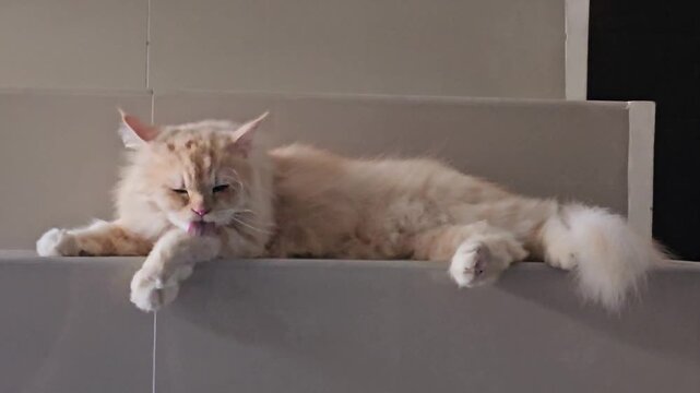 cat and mouse,Soft ginger cat stretches on a gray ledge. Paws rest gently on the edge, tail curled. Tongue licks nose as cat looks sleepy. Warm fur contrasts cool, minimalist background